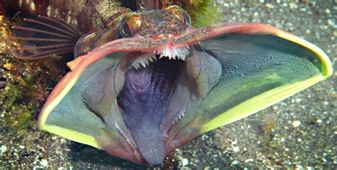 creepy fish|9 Scary Fish to Haunt Your Dreams .